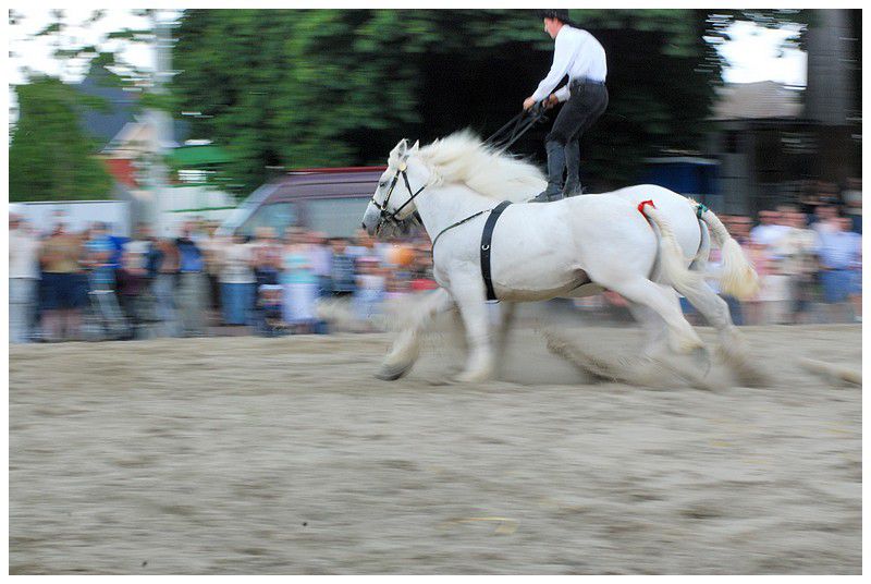 Album - Chevaux-Boulonnais-TraitduNord