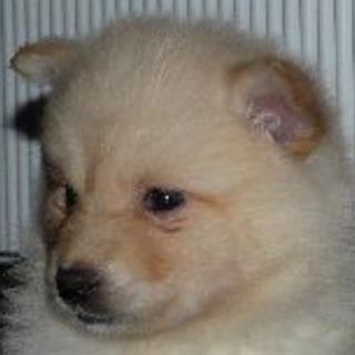 chiots finnois de laponie suomenlapinkoira puppies lapinkoira finnish lapphund cream domiino colors