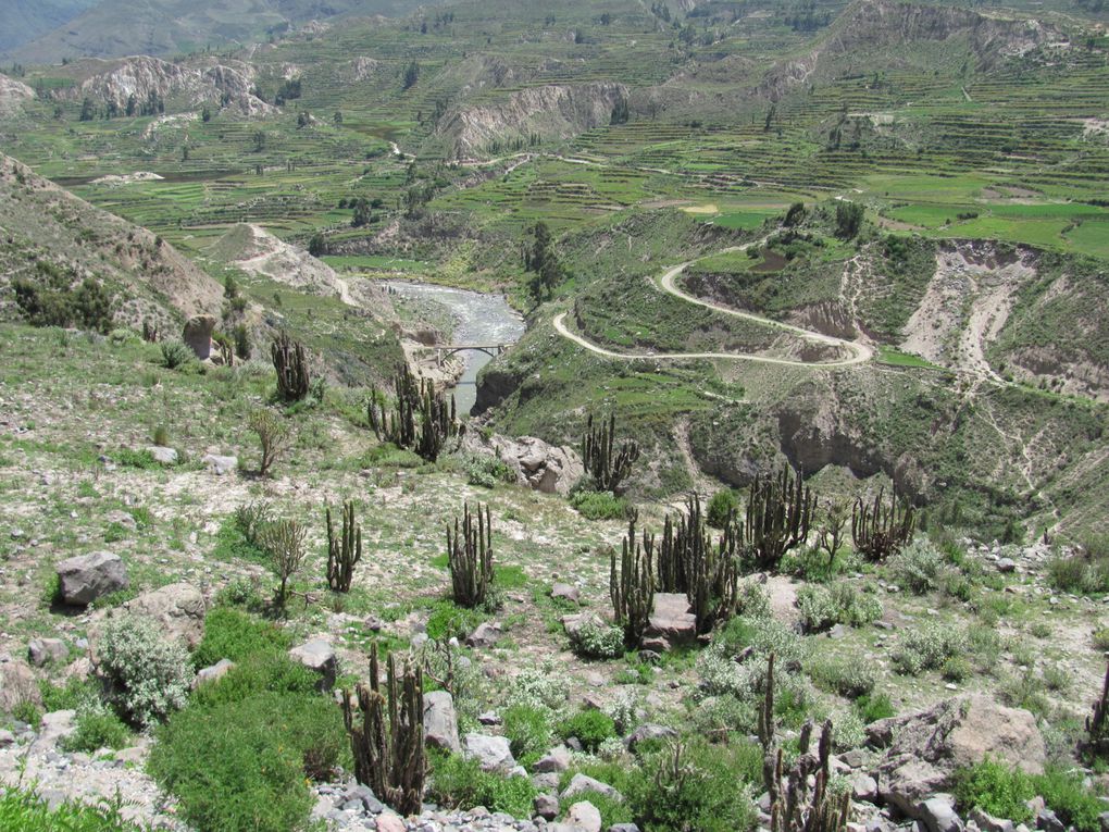 Album - 056-Perou-ArequipaCanyonColca-11au16mars