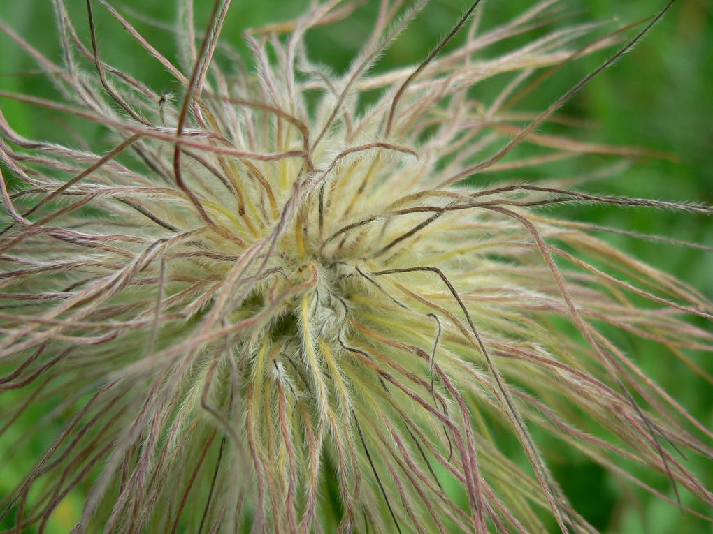 La flore du Mercantour