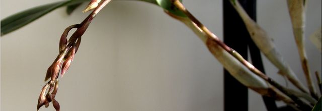 Epidendrum stamfordianum roseum