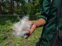 Arbre à coton ! - Traces de griffures de tigre ? A vous de juger !