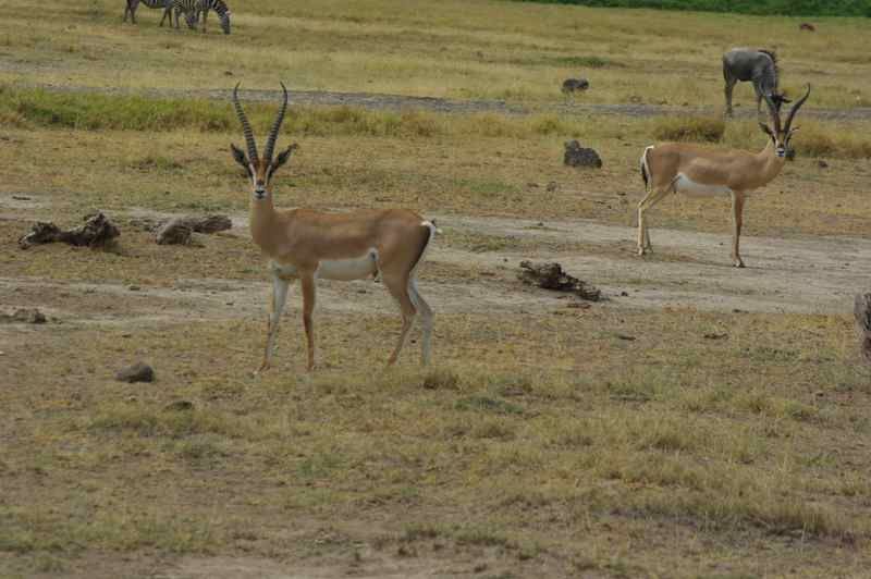 Quelques animaux rencontrés dans les parcs lors de notre voyage de noces.
K = Kenya
T = Tanzanie