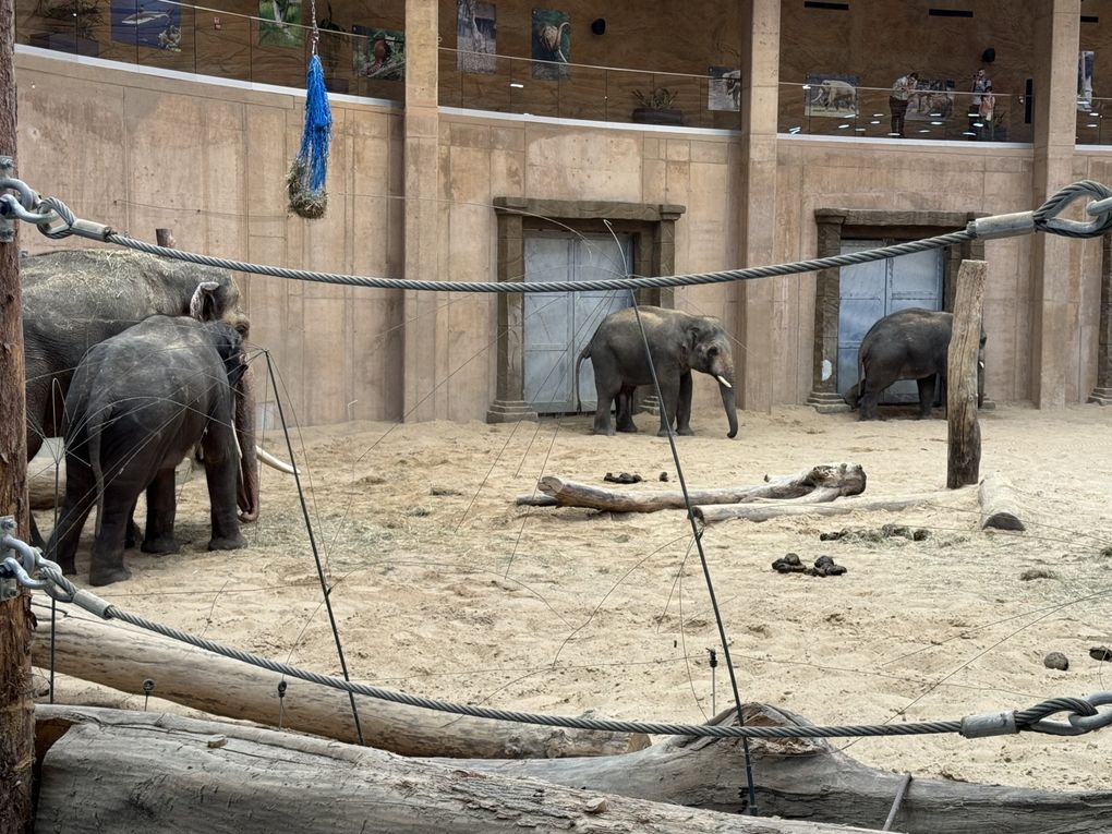 PL24 PSLL - Workshop in the zoo 