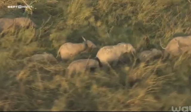 Vidéo Sept à Huit, reportage exclusif au coeur de la guerre de l'ivoire.