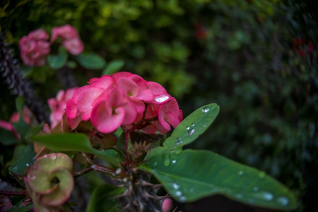 Euphorbia milii ou "Epine du Christ", bien nommée à Mooréa la religieuse. 