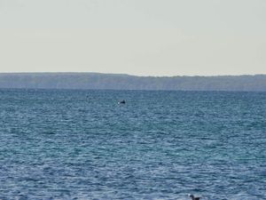 A Jervis Bay, seuls les plus courageux (comme Nath) pourront s'émerveiller du lever de soleil. Un peu plus tard, au même endroit, quelques dauphins passent en famille...