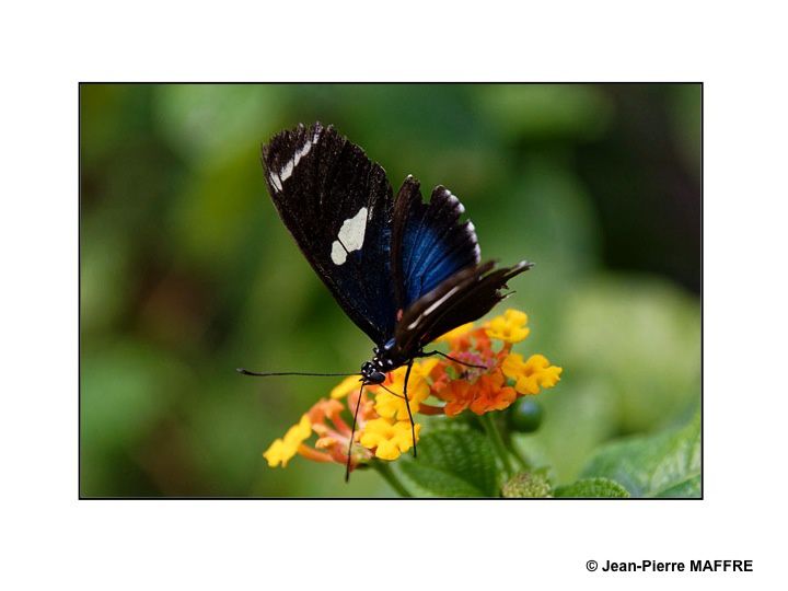 Quelques papillons exotiques dans leurs couleurs diverses et éclatantes.