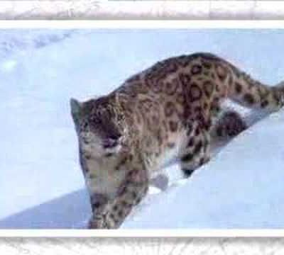 Le léopard des neiges est en péril