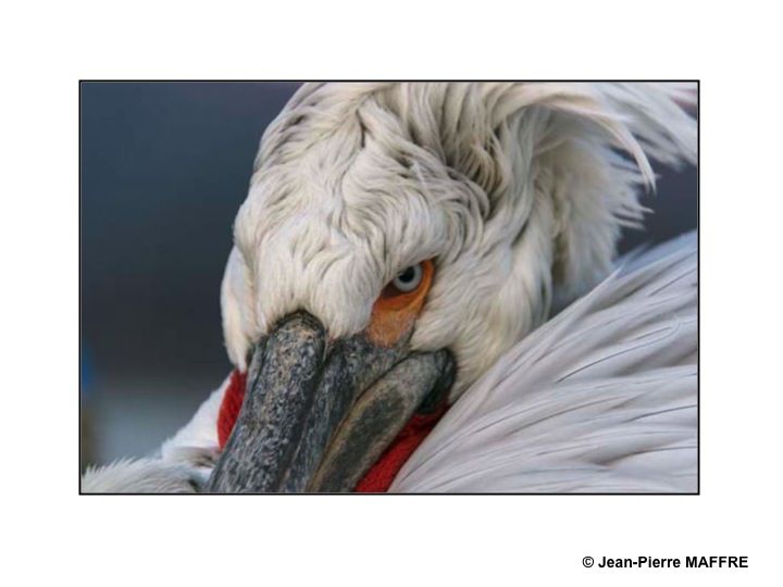 Le pélican frisé se reproduit dans les marais et les lacs peu profonds. C’est l’un des plus grands oiseaux du monde.