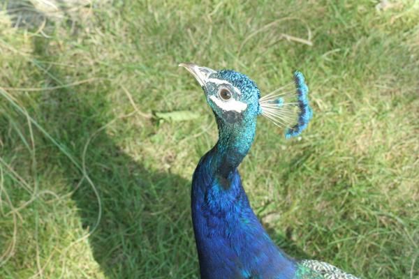 Album - zoo de beauval