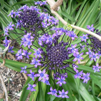 Fleurs de Mai ( Bulbes et Iris )