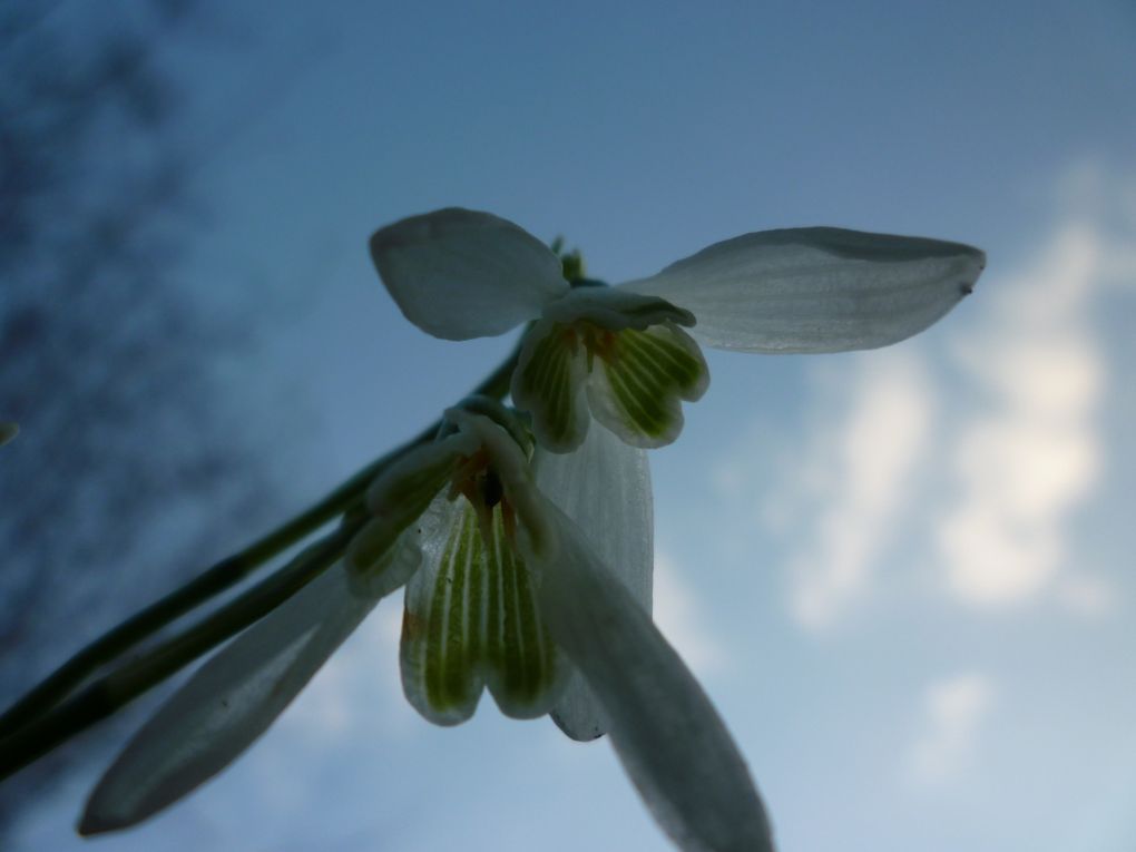 Album - jardin