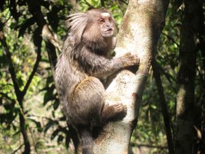 Les singes Saguis du Brésil et la plage  Lopez Mendez