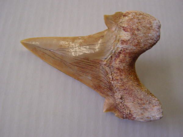 <p>Une de mes passions parmi les fossiles, les dents de requins. Trouvées en abondance en Belgique, mais des échanges et achats m'ont permis de me constituer une importante collection du Monde entier.</p>
<p>Les quelques pièces ici présentées sont datées du Permien (250 millions d'années) au Pliocène. (3 millions d'années)</p>
<p>Bonne visite !</p>
<p>Phil "Fossil"</p>
<p> </p>