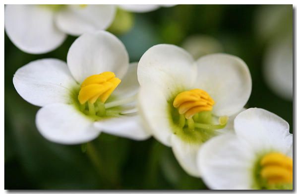 Album - fleurs-et-feuilles