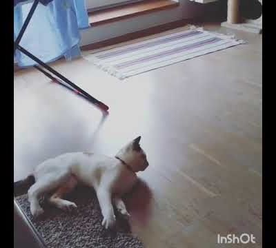 OUVRE-MOI - PAROLE DE CHAT Jaime les chat un vrai cadeaux