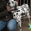 TAM TAM Dalmatien de 6 ans 1/2