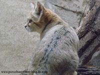 Elefanten Drumbo und Victor, Schneeeulen, Nashornleguan, Orang Utan Mano, Sandkatze, Steinböcke, Zwergflusspferd