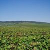 en direct des vendanges .