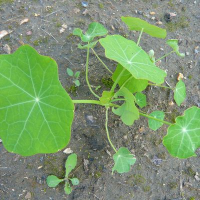 Tropaeolum majus...