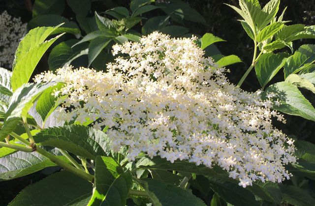 Sirop aux fleurs de sureau (et recette de la limonade de sureau)