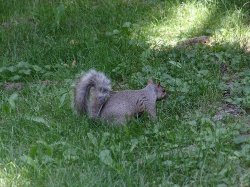 Canada - Les écureuils