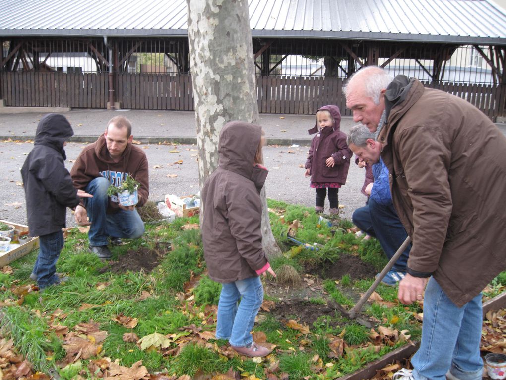 BIODIVERSITE à l'école du village: des élèves de l'école maternelle("les moyens")ont planté des fleurs sauvages locales au pied des 2 platanes devant l'école, début novembre 2010 avec l'aide des jardiniers du JARDIN BUISSIONNIER.