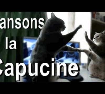 DANSONS LA CAPUCINE - PAROLE DE CHAT
