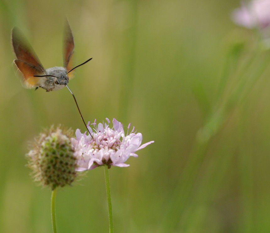 Album - Macro-Papillons