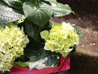 Et pourquoi pas un hortensia ?
