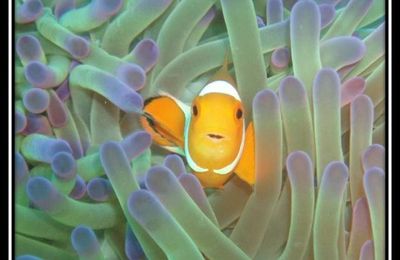 Un petit poisson dans l'eau...