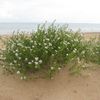 FLEURS DE SABLE