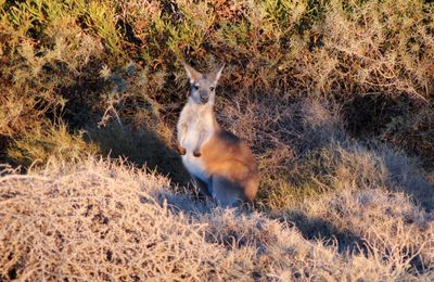 Australie, cote ouest, suite et fin