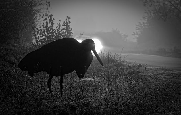 Domaine des oiseaux à Mazères - 17/10/2020 - Denis