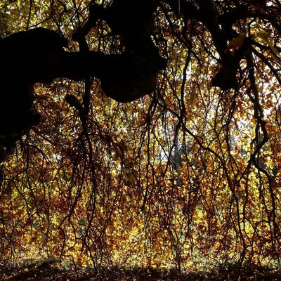 Je m'inscris en fau ! Y'a pas à tortiller