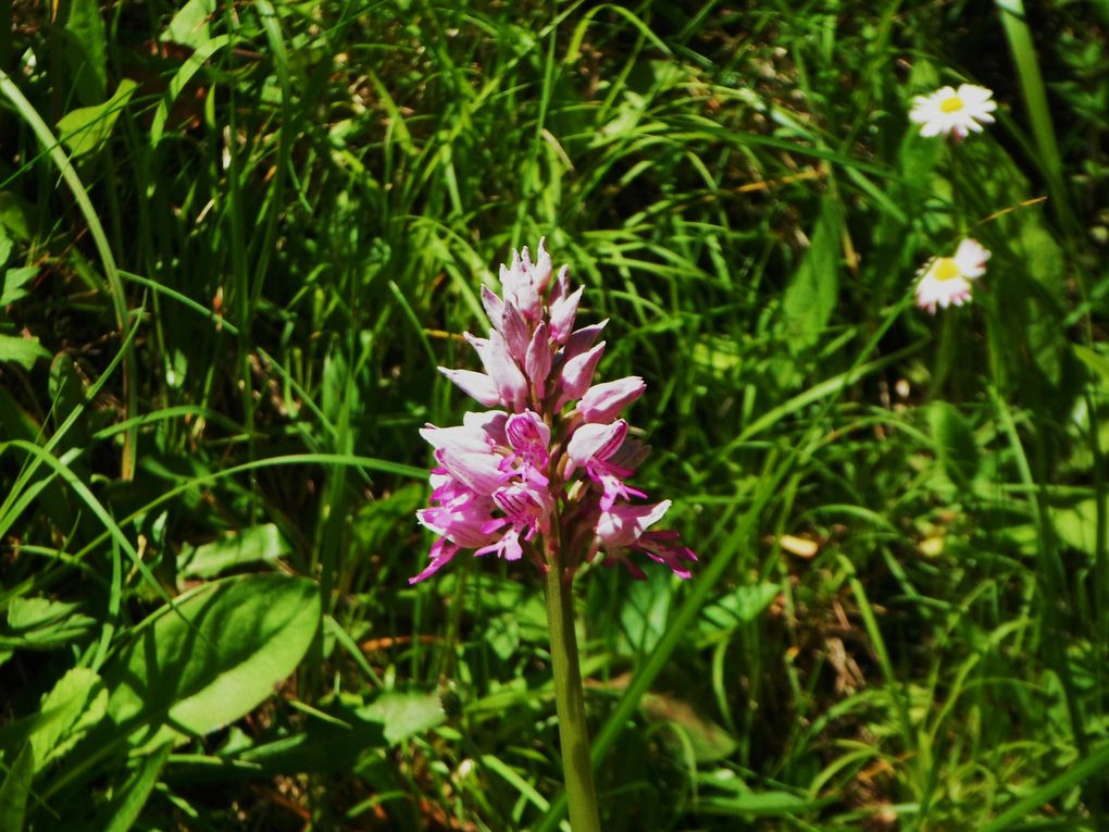 Album - St Pierre d'Entremont printemps