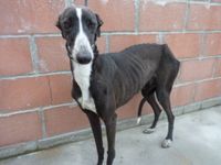 Bibo une galga au coeur tendre qui vous attend