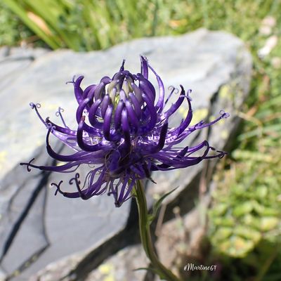 Raiponce orbiculaire