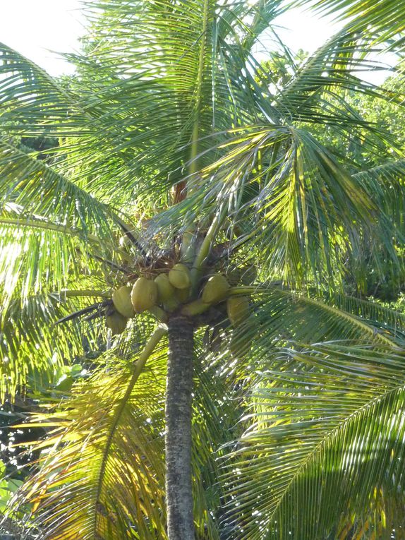 Séjour en Guadeloupe du 06 au 16/12/2009