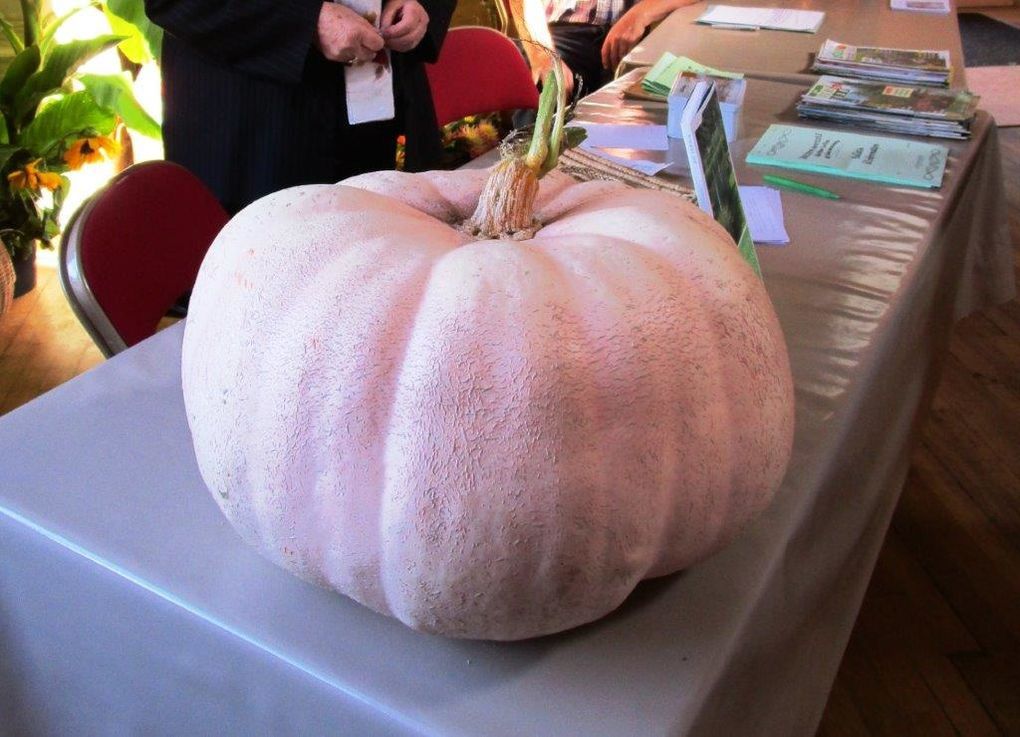 Exposition d'automne de la Sté Horticole