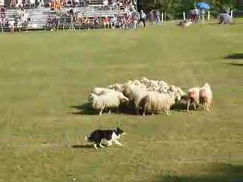 Dans le cadre de l'expo, une vidéo qui donne des idées ... Ce serait bien une démonstration de chiens de bergers à Lorgues ?  