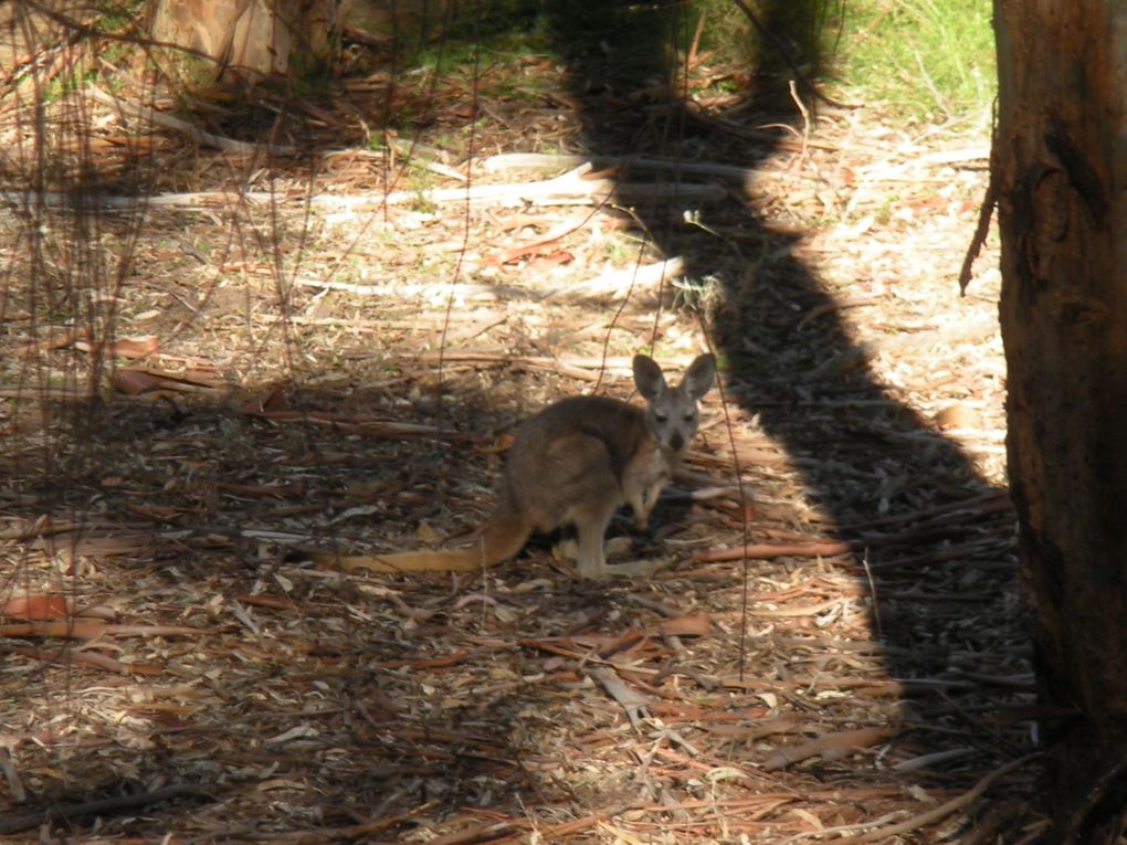Une journée passée dans les Flinders Ranges, parc naturel de South Australia