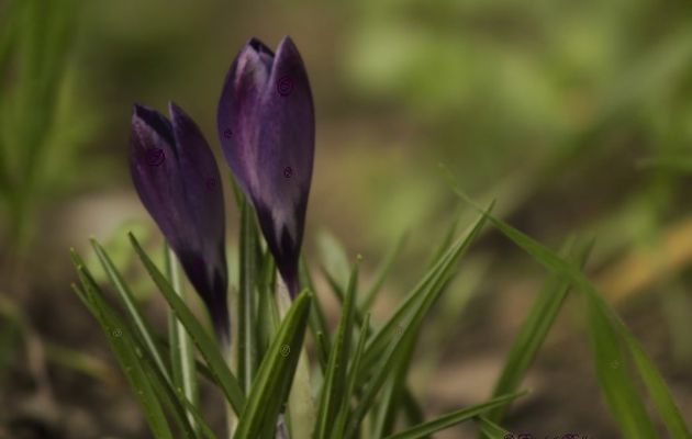 Les crocus