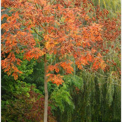 #MonProjet365 - Jour 240 - Les Arbres Colorés..