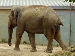 Nouvelle série sur le Zoo Touroparc : éléphants et reptiles