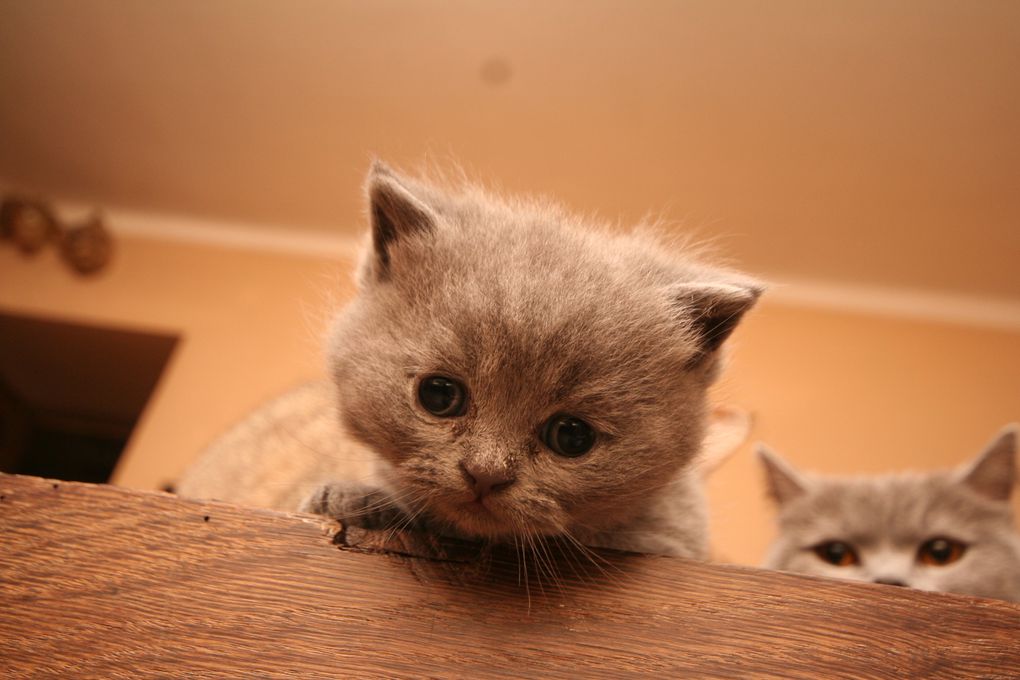 Photos de nos chatons de 2012.
Première portée : Falbala (Brtitish Shorthair)+ Dwayne (Highland Fold)