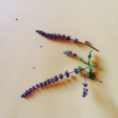 Récolte des graines sur les plants fanés 2017. - Le blog botanique de Nanie, petit à petit