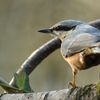 Le soleil arrive, le froid aussi et les oiseaux sont toujours là.