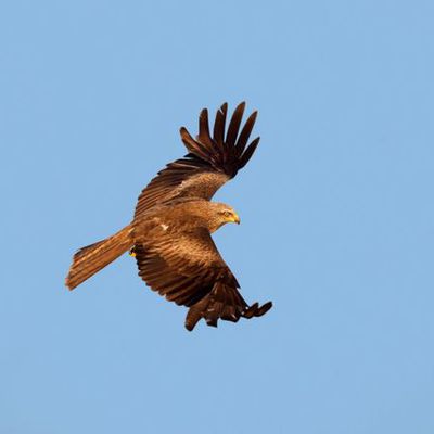 A Clermont-Ferrand, une imprimante 3D au secours des oiseaux blessés…